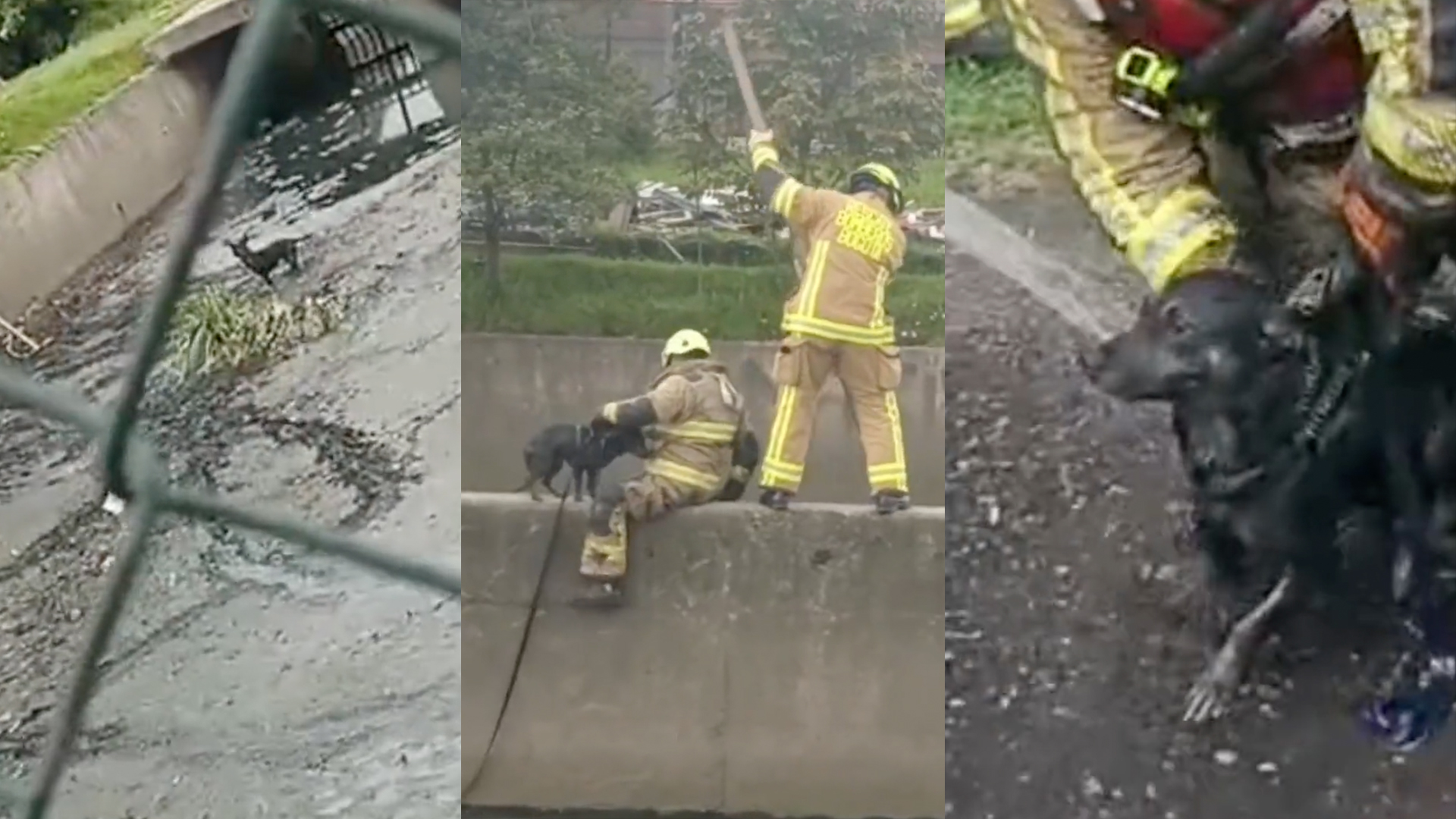 Perro es rescatado tras caer en un canal de aguas en Bogotá