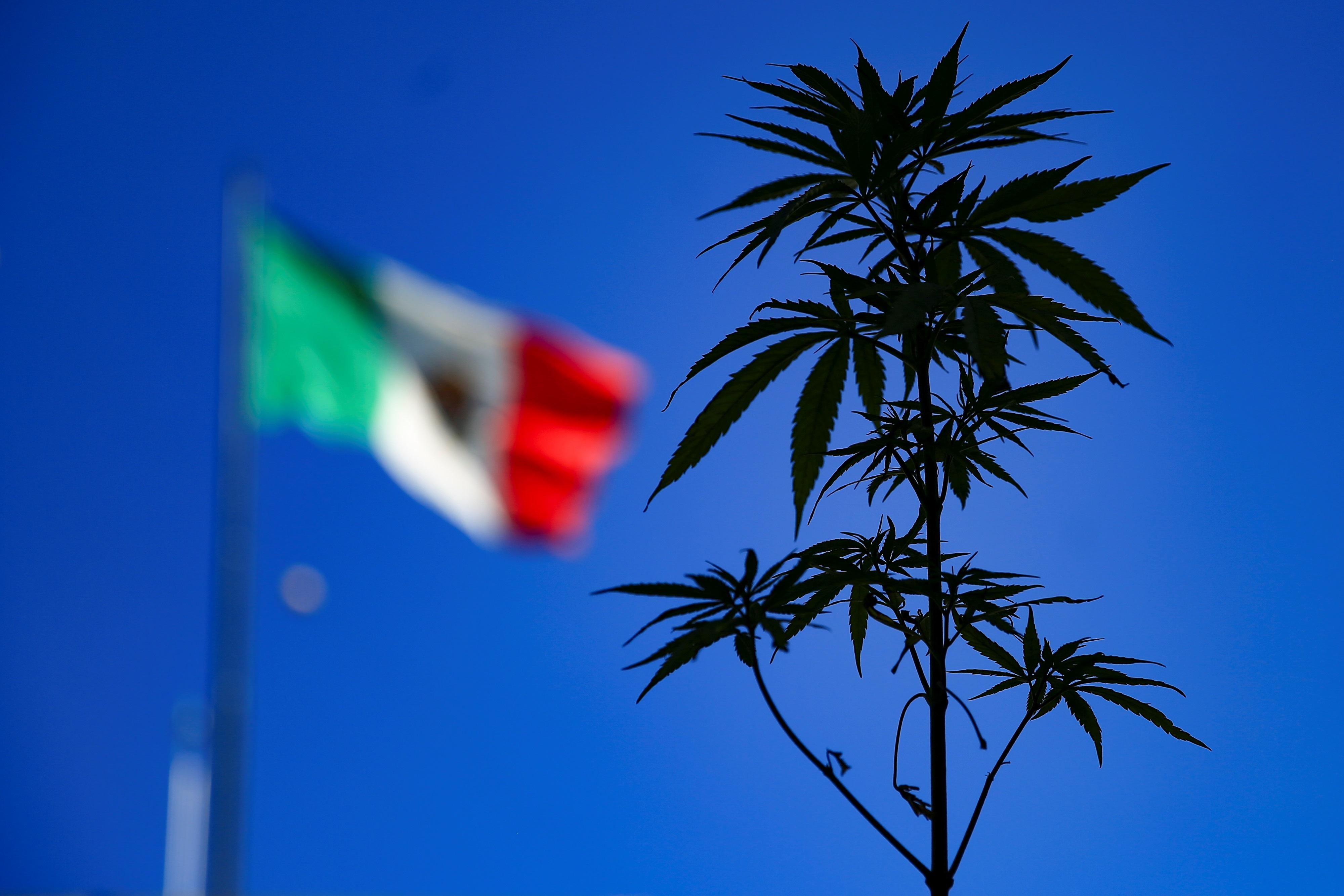 ¿Se embolata la ley de marihuana en México? Buscan aplazar la votación