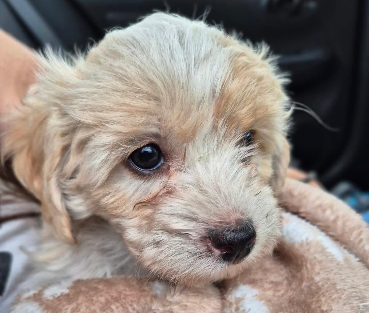 Lulú, una perrita rescatada en Bogotá, necesita ayuda para comenzar una nueva vida