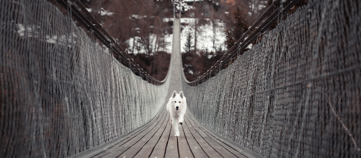 Estas son las razas de perro más propensas a sufrir cáncer