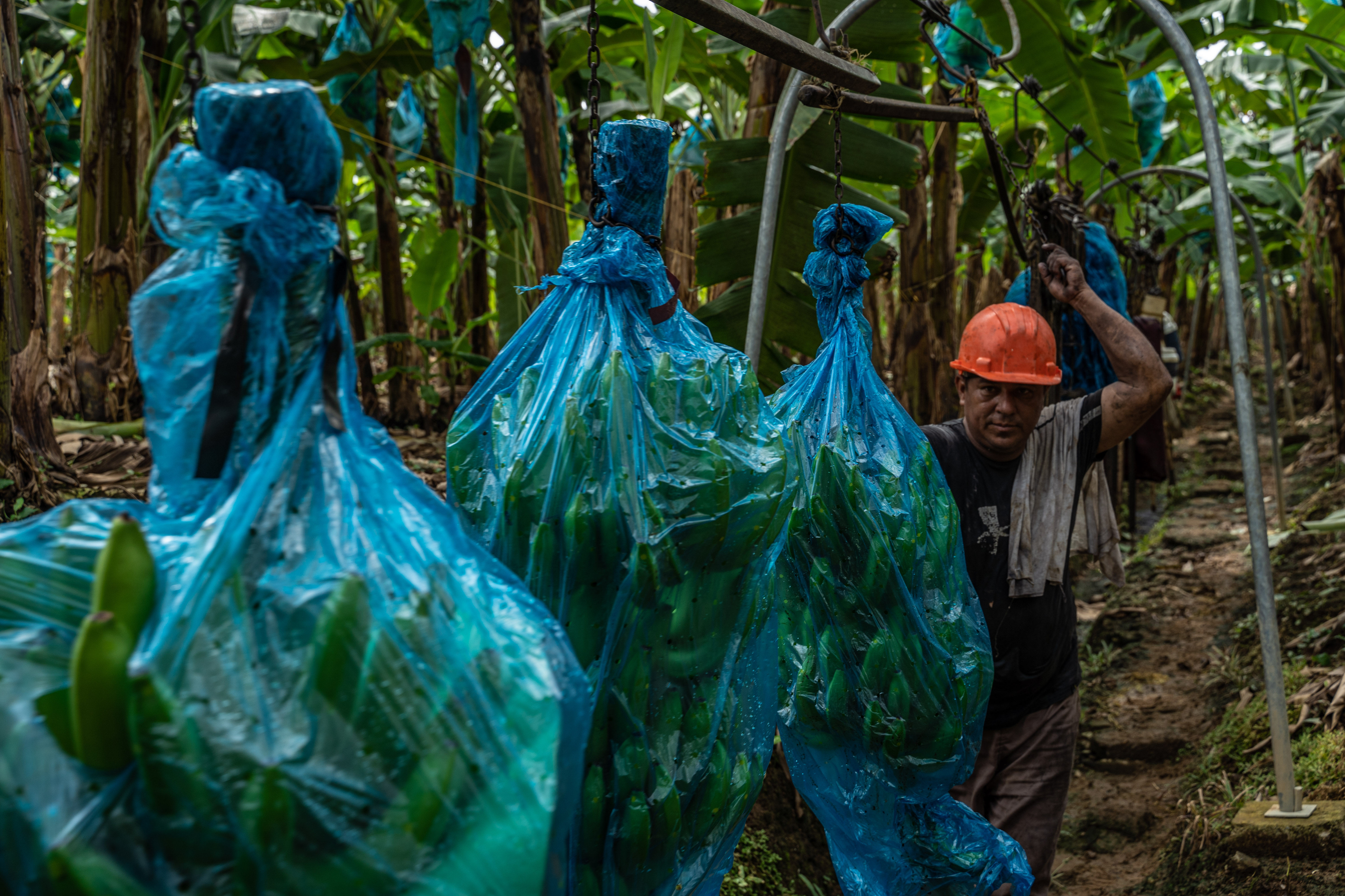 Así resiste el banano colombiano la incertidumbre de exportar a Estados Unidos