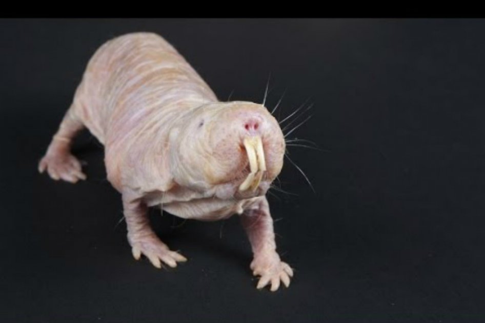 Este es el extraño animal que no siente dolor