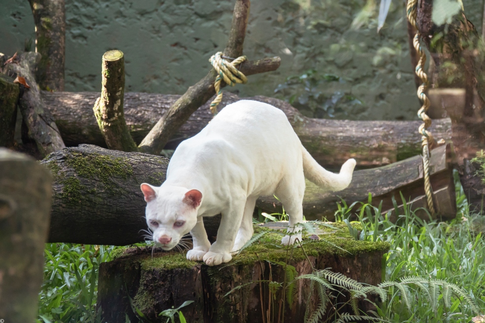 Ocelote albino.