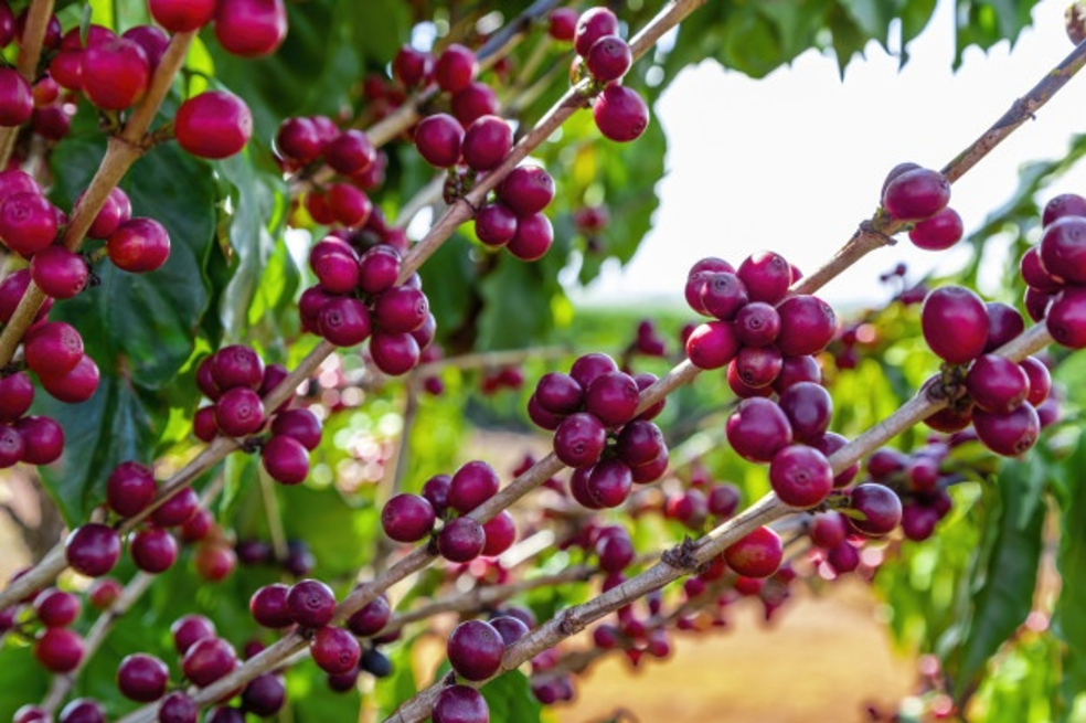 Tres fincas cafeteras con panorámicas soñadas, que puede visitar cuando pase la pandemia