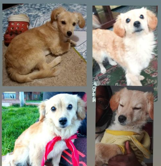 Canina perdida en el sur de Bogotá.