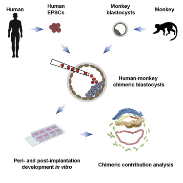 Quimera mono-humano