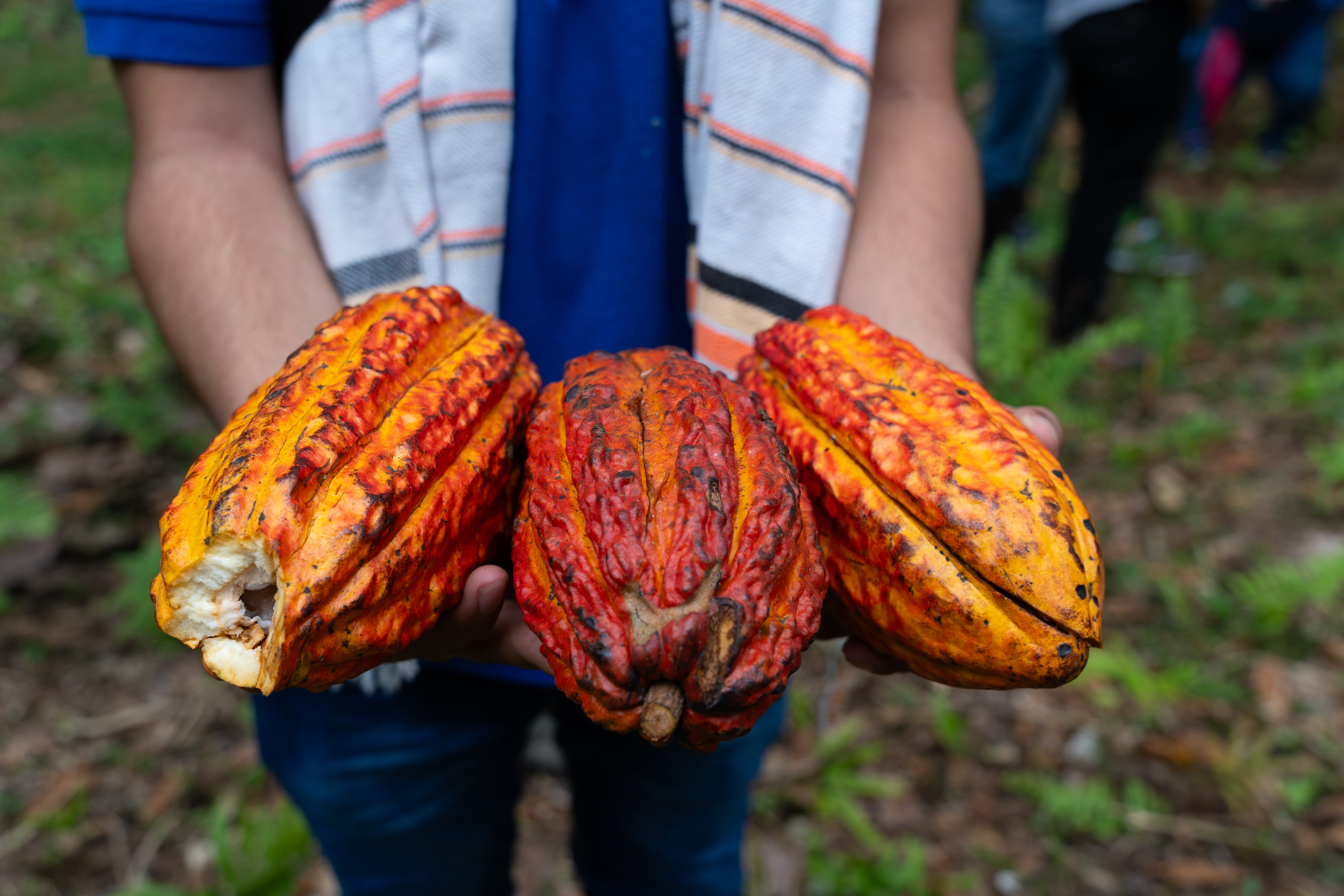 Cacao amazónico: una apuesta para construir paz y recuperar bosques