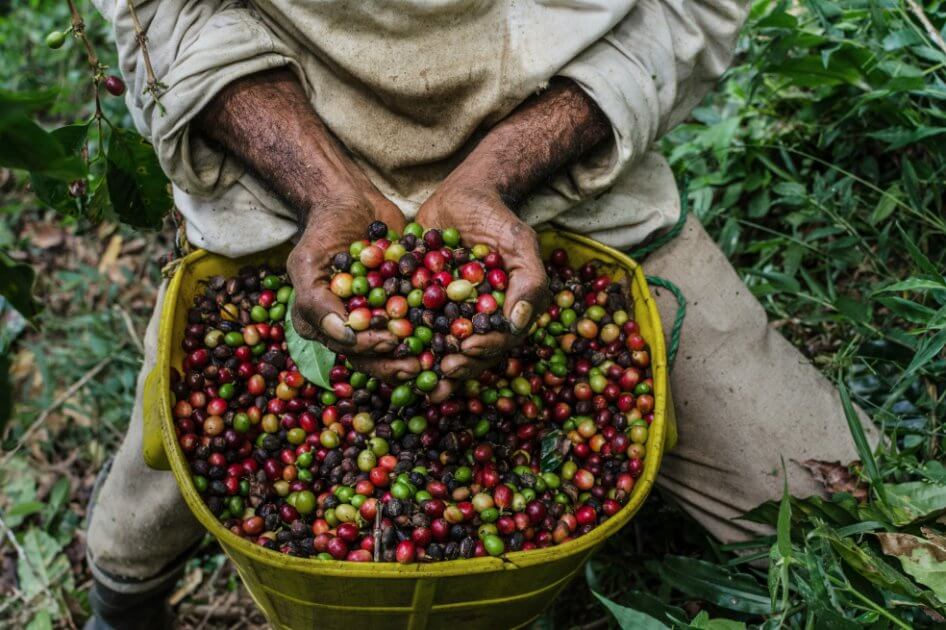 Países cafeteros protestarán ante la ONU por caída de precios
