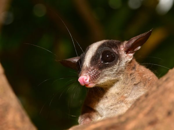 La zarigüeya de cola de pincel presenta hábitos arborícolas y se alimenta principalmente de insectos, huevos de aves, semillas, frutos y de savia de árboles.