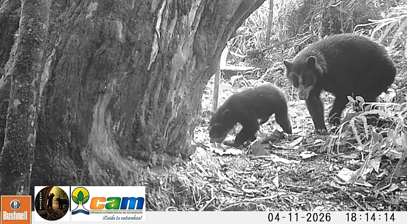 Los videos de estas osas andinas junto a sus crías confirman nuevos nacimientos en Huila