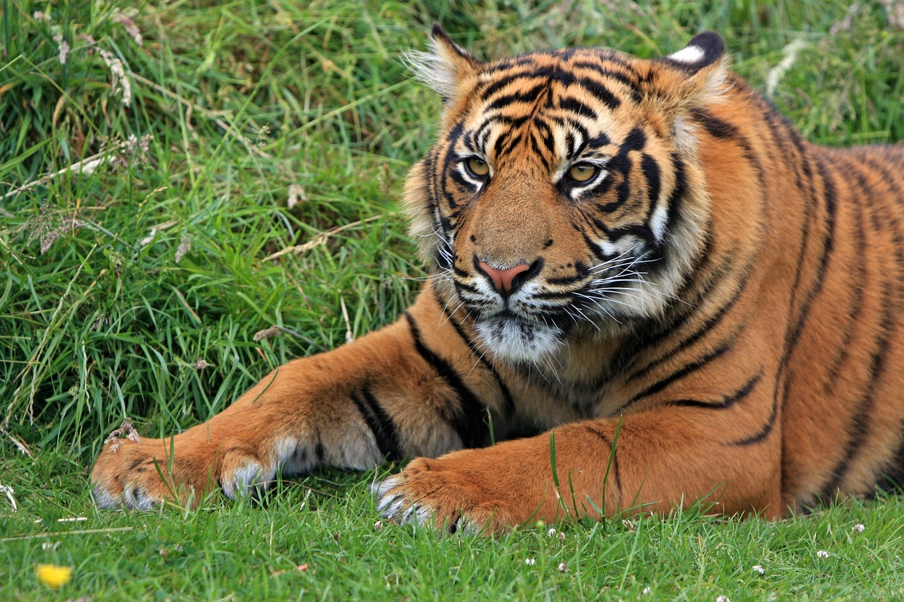 Por un pelo, sugieren que especie de tigre declarada extinta aún vive