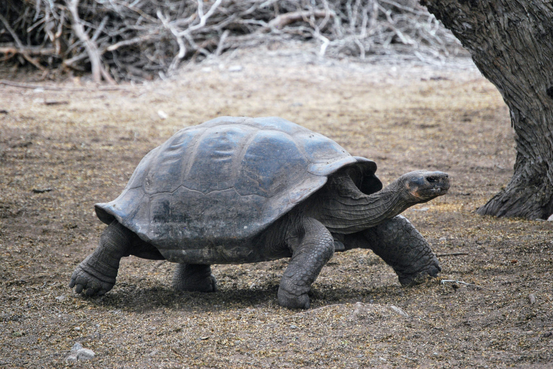 La especie invasora que amenaza las rutas migratorias de las tortugas gigantes en Galápagos