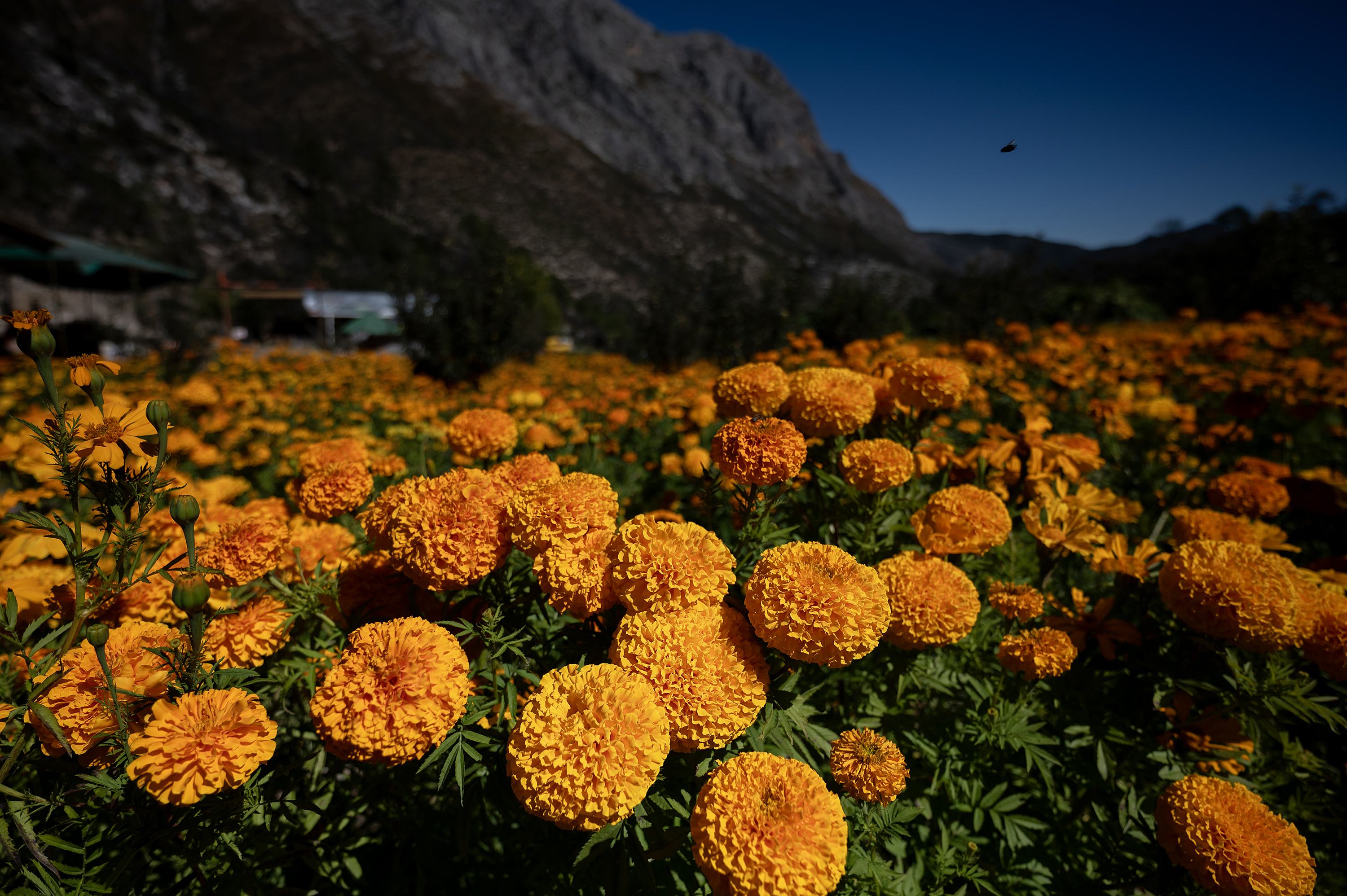 ¿Por qué se regalan flores amarillas el 21 de marzo? Algunos tipos para dar