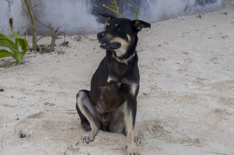 Una Pata Amiga: la iniciativa que ayuda a los animales con discapacidad en Cúcuta