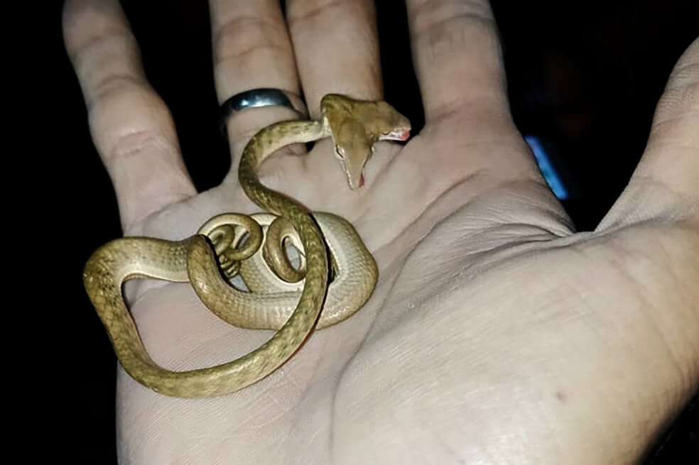 Encuentran una serpiente de dos cabezas en Bali