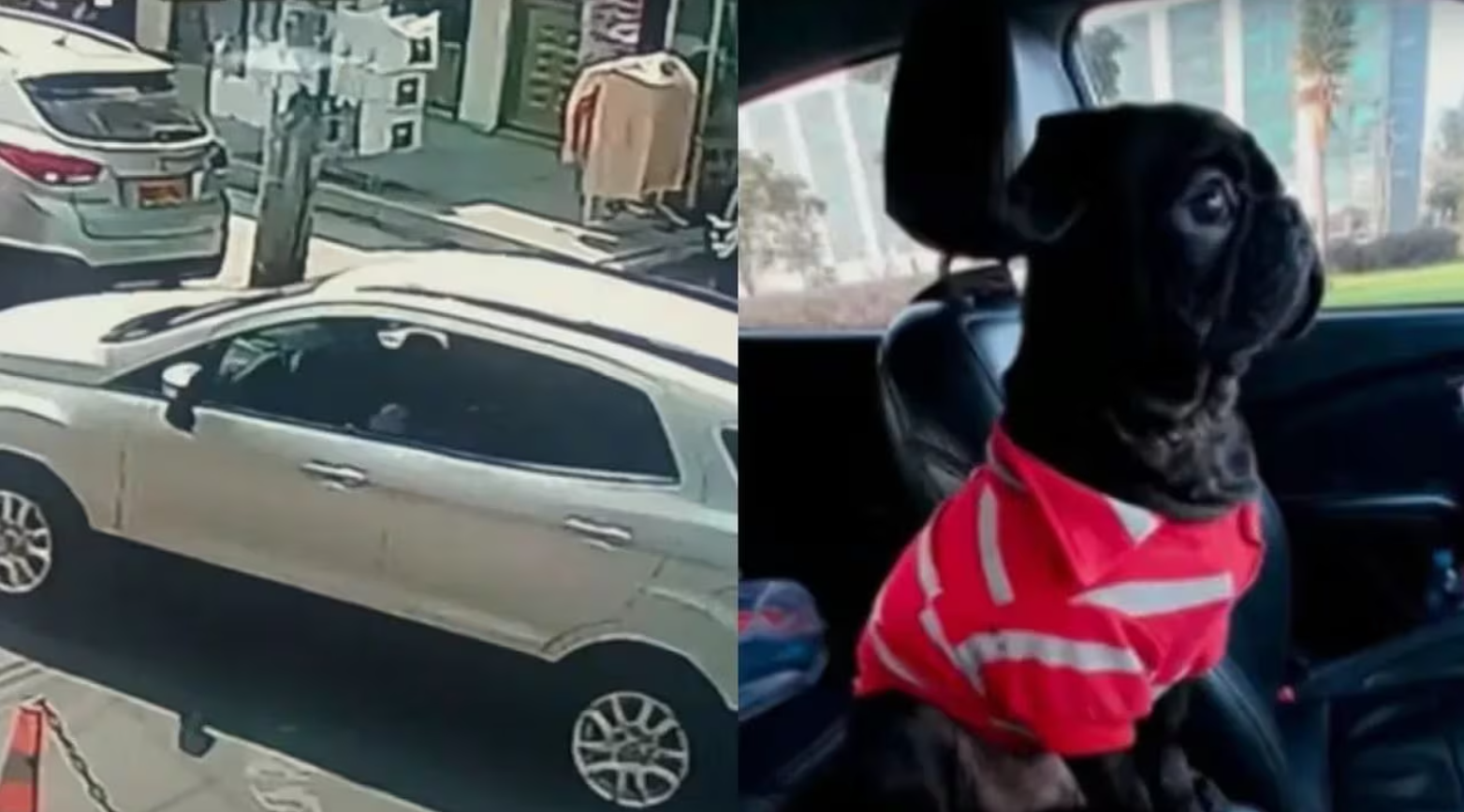 Se roban una camioneta con un perrito adentro: familia clama por su regreso