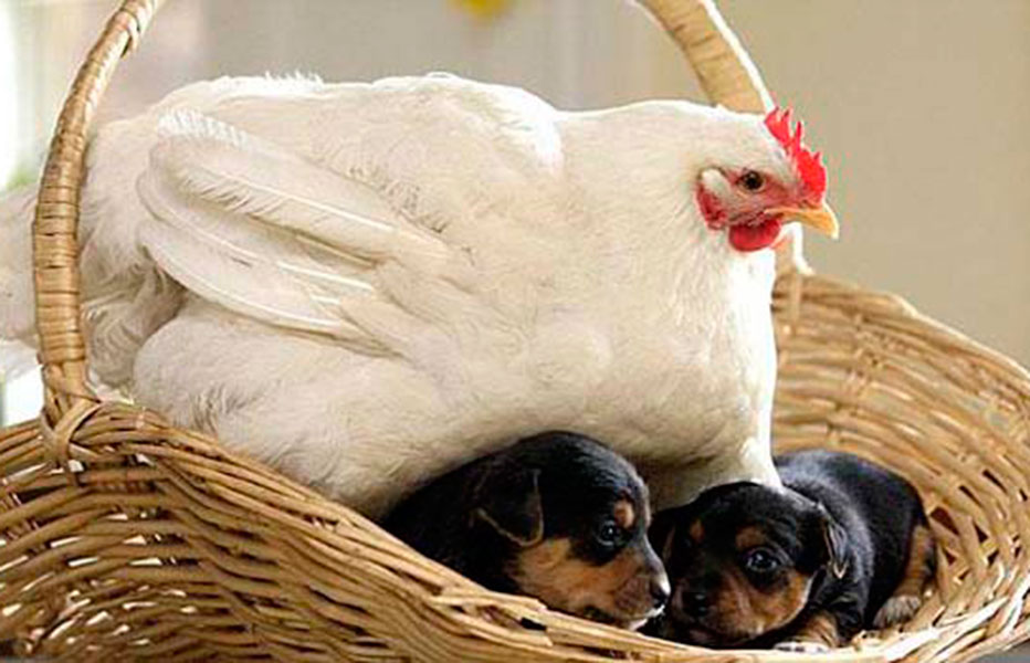 Trece increíbles amistades entre animales
