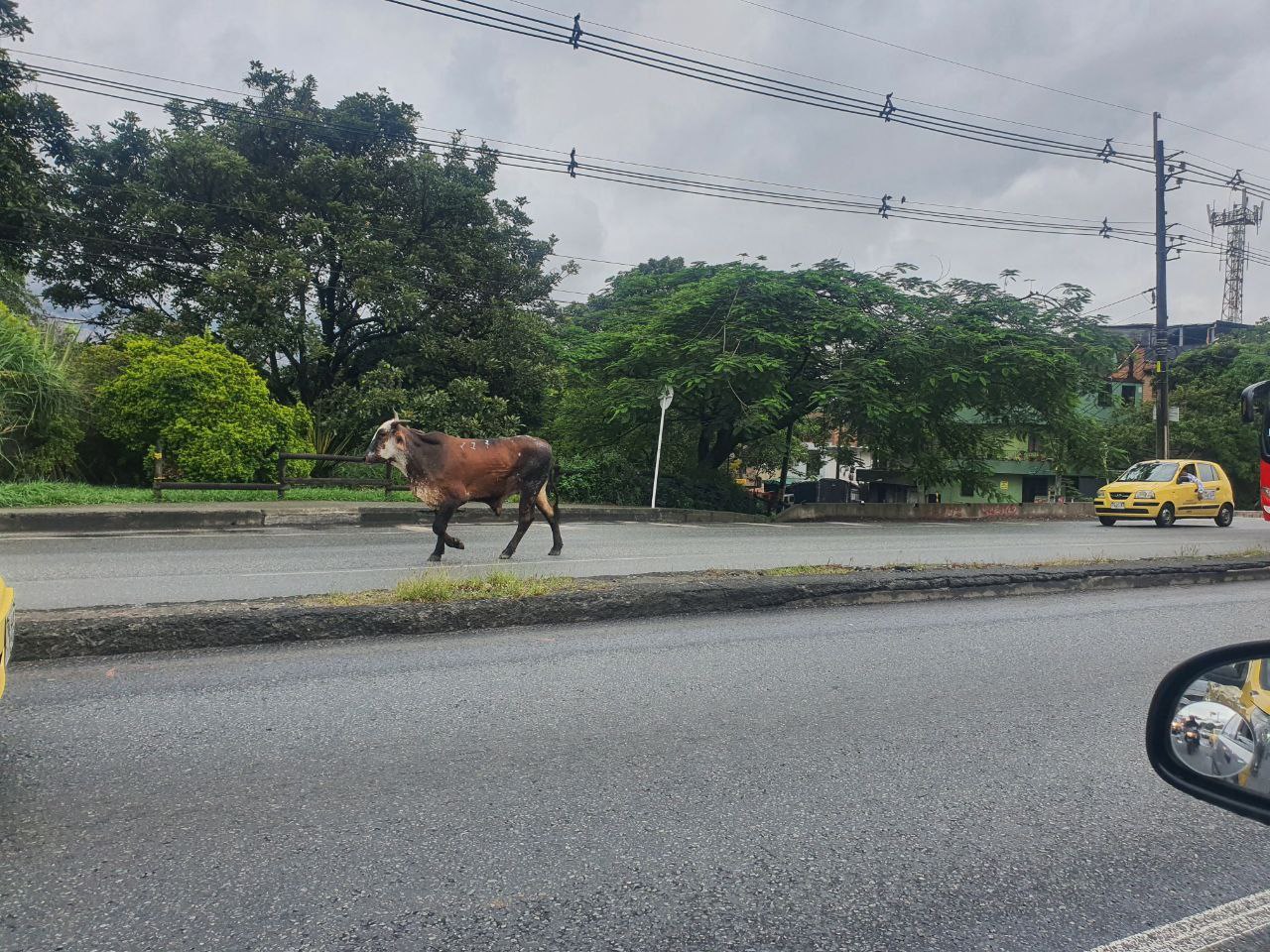 Video: toro se escapó de un camión, corrió y embistió a motociclista en Medellín