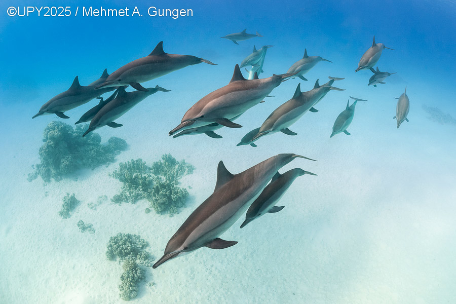 El reconocimiento Highly Commended fue para Mehmet A. Gungen con Spinner Dolphins of the Sataya Reef, una fotografía de un grupo de delfines acróbatas nadando en el arrecife Sataya, en el Mar Rojo egipcio. Para lograr la toma sin otros buceadores, Gungen tuvo que nadar estratégicamente y sumergirse en el momento preciso.
