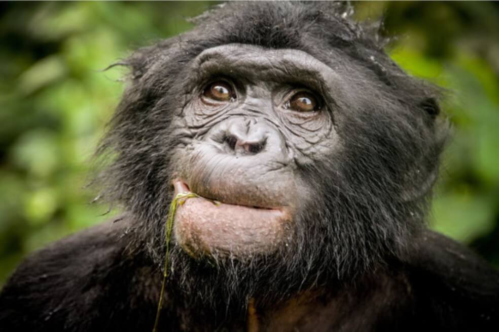 Descubren un nuevo linaje de chimpancé extinto