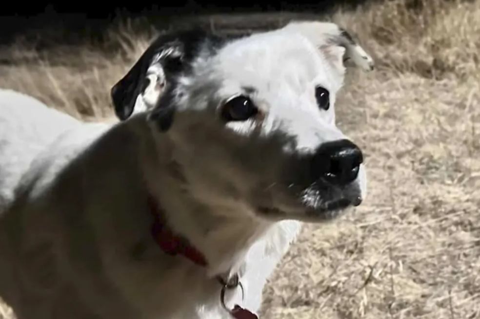 Una perrita duró perdida durante cuatro años y su familia finalmente la encontró