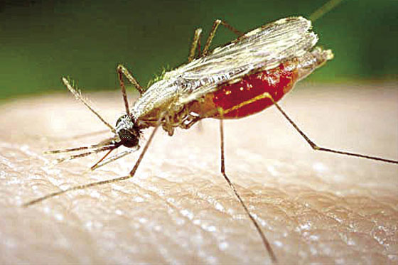 Día mundial de la malaria