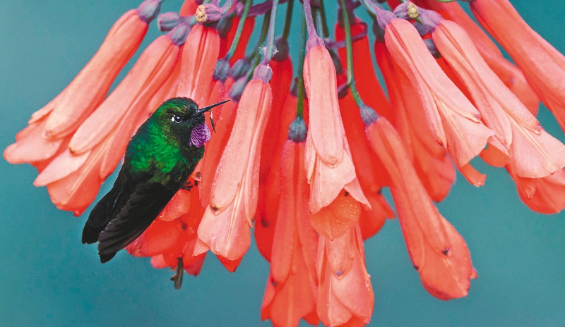 A las aves en Colombia se les agota el tiempo si no se frena la deforestación