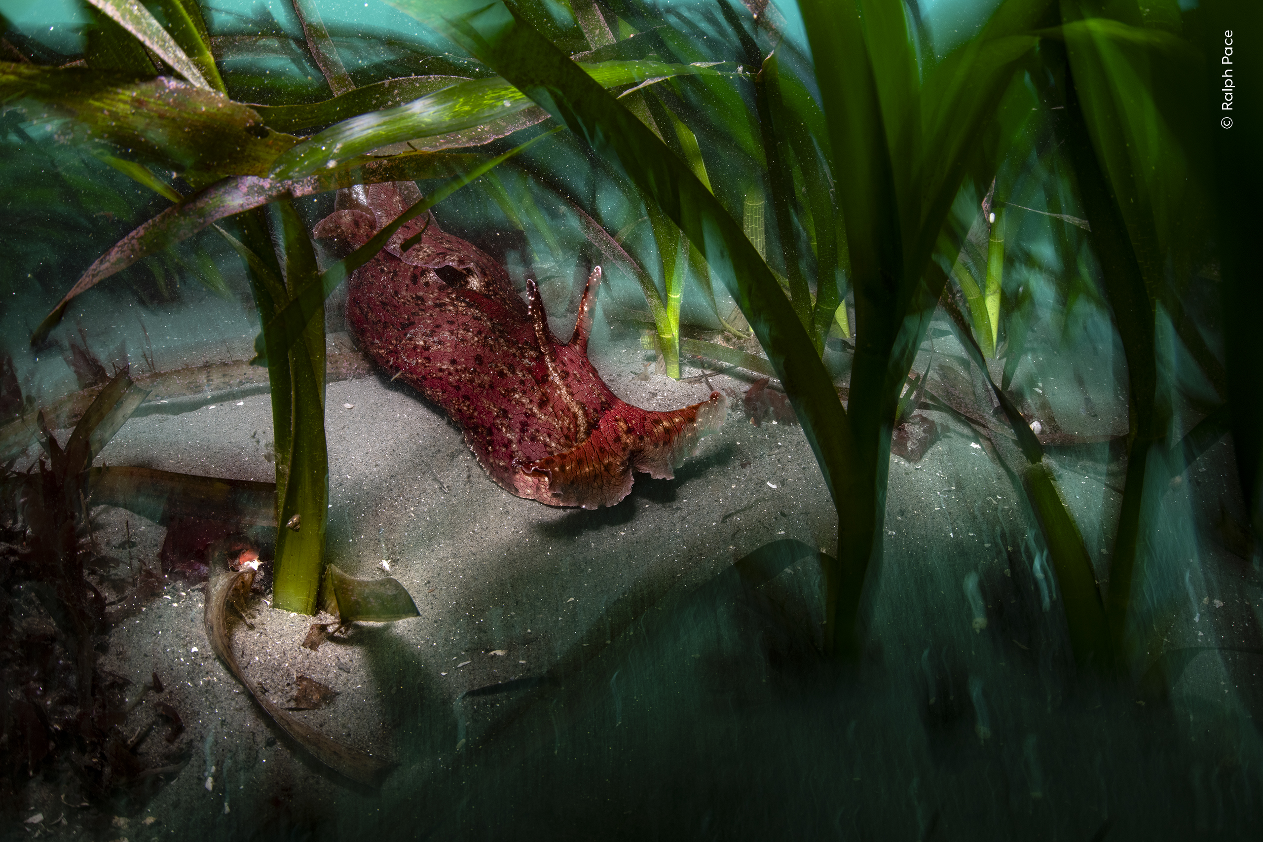 Mención especial, Humedales: The Bigger Picture:

Ralph Pace (EE. UU.) capta con su lente una liebre marina deslizándose por un prado de zostera marina en la Bahía de Monterey (Estados Unidos).
