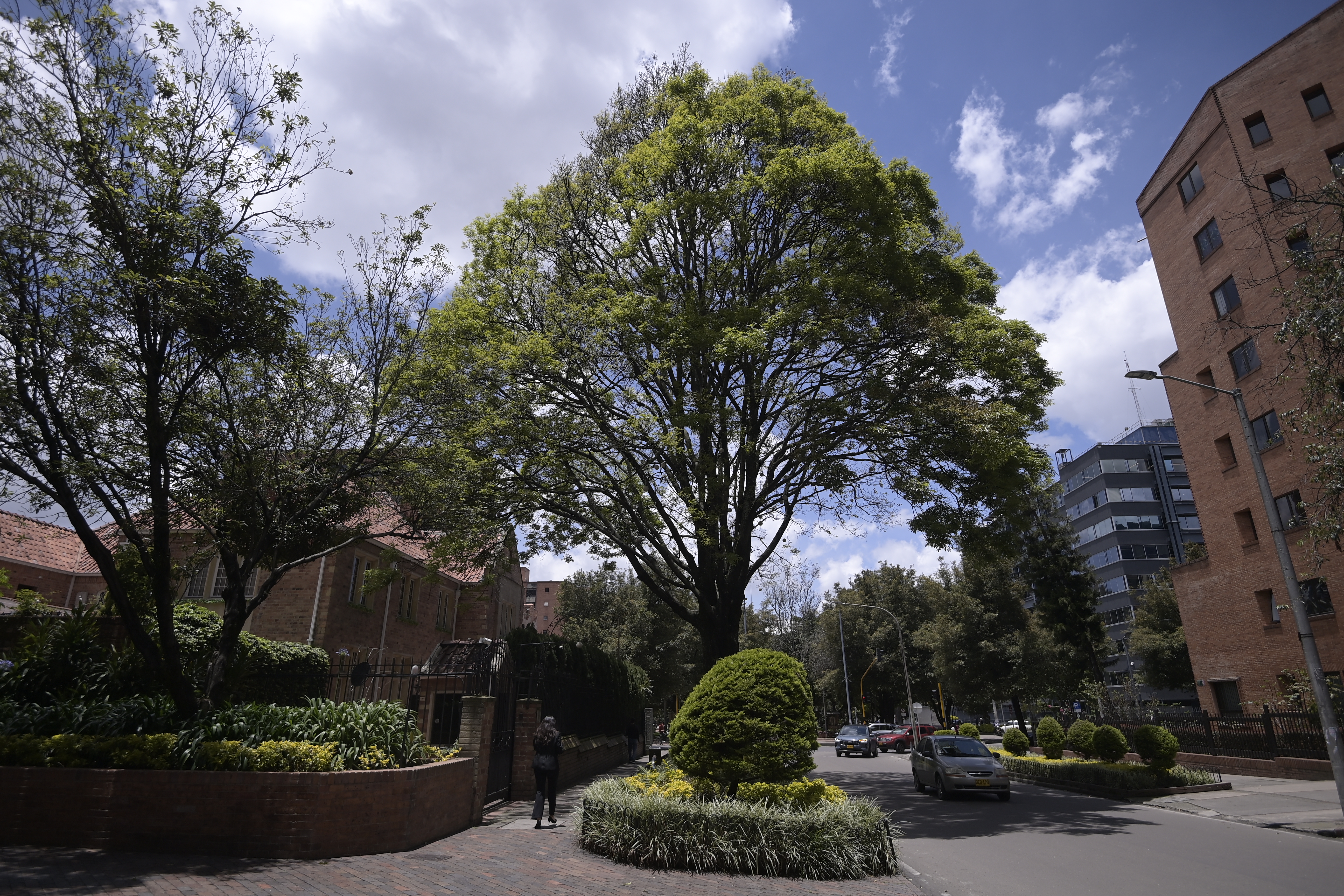 Árbol ubicado en la calle 77 con carrera 9, considerado uno de los más antiguos de la ciudad, tiene más de 210 años.