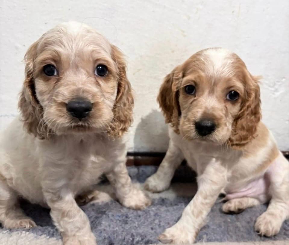 Dos cachorros huérfanos en Huila buscan una segunda oportunidad en Bogotá