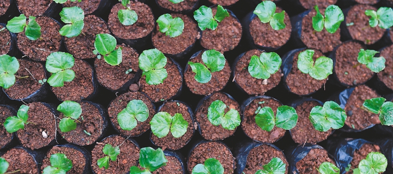 COP16: Expertos se reunirán para debatir sobre innovaciones agrícolas sostenibles