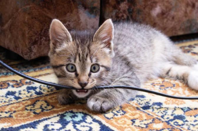 Cosas de las casas que pueden ser muy peligrosas para los gatos