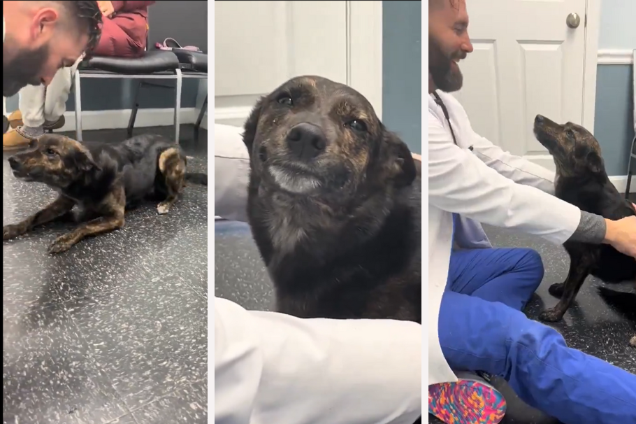 Veterinario calmó a perro atemorizado con tierno gesto: “Un héroe animal”