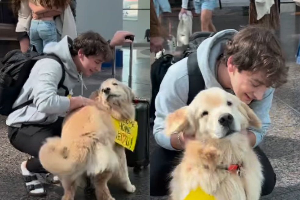 Así reacciona este golden retriever al ver a su dueño tras cinco meses separados