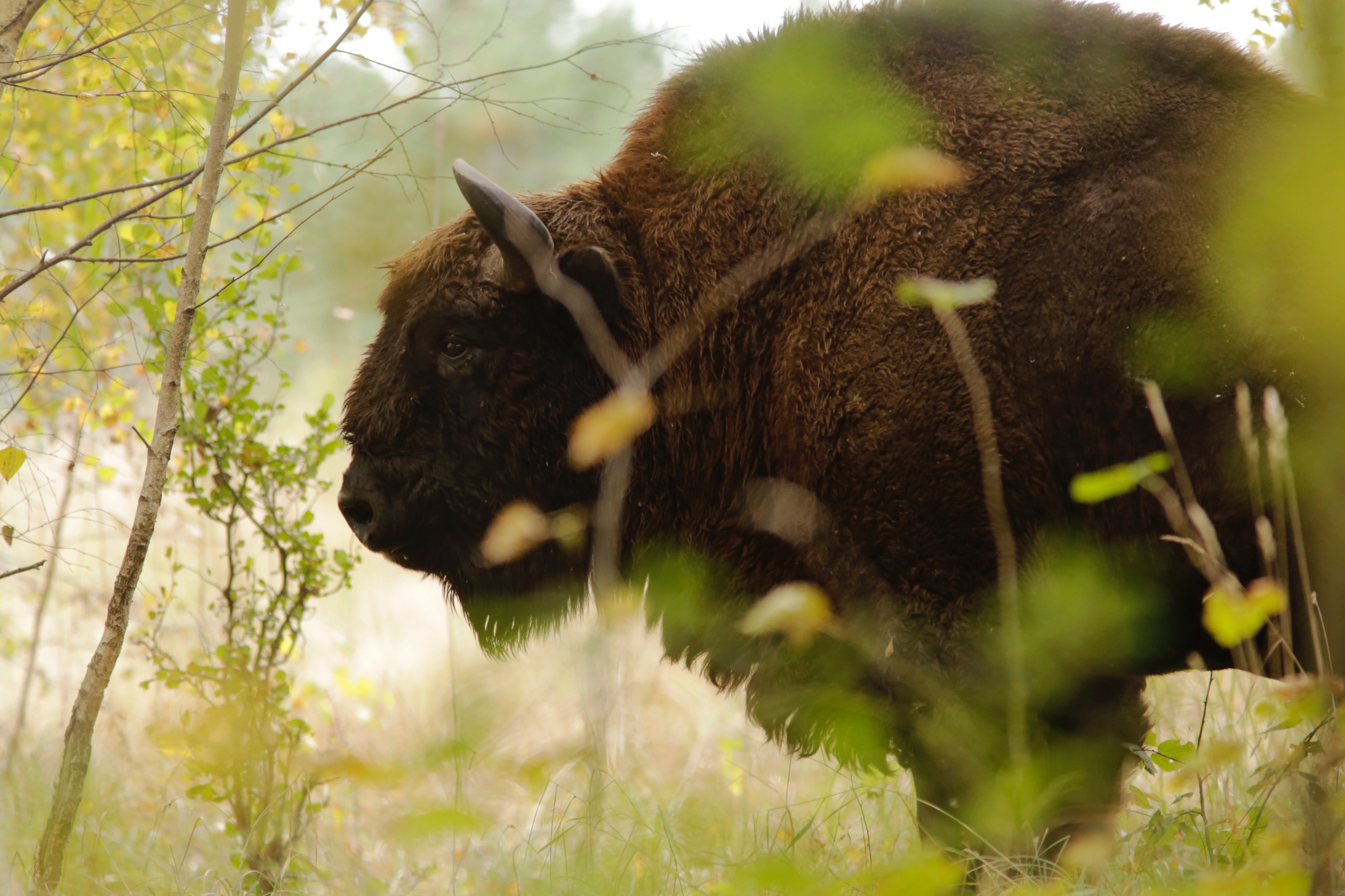 Los bisontes europeos suelen alimentarse de hierba fresca.