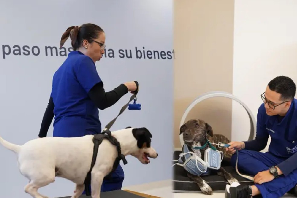 El proyecto opera en alianza con SURA y la Universidad CES, entidades con las que se han impulsado procesos de formación especializada y estandarización de servicios en el sector veterinario.