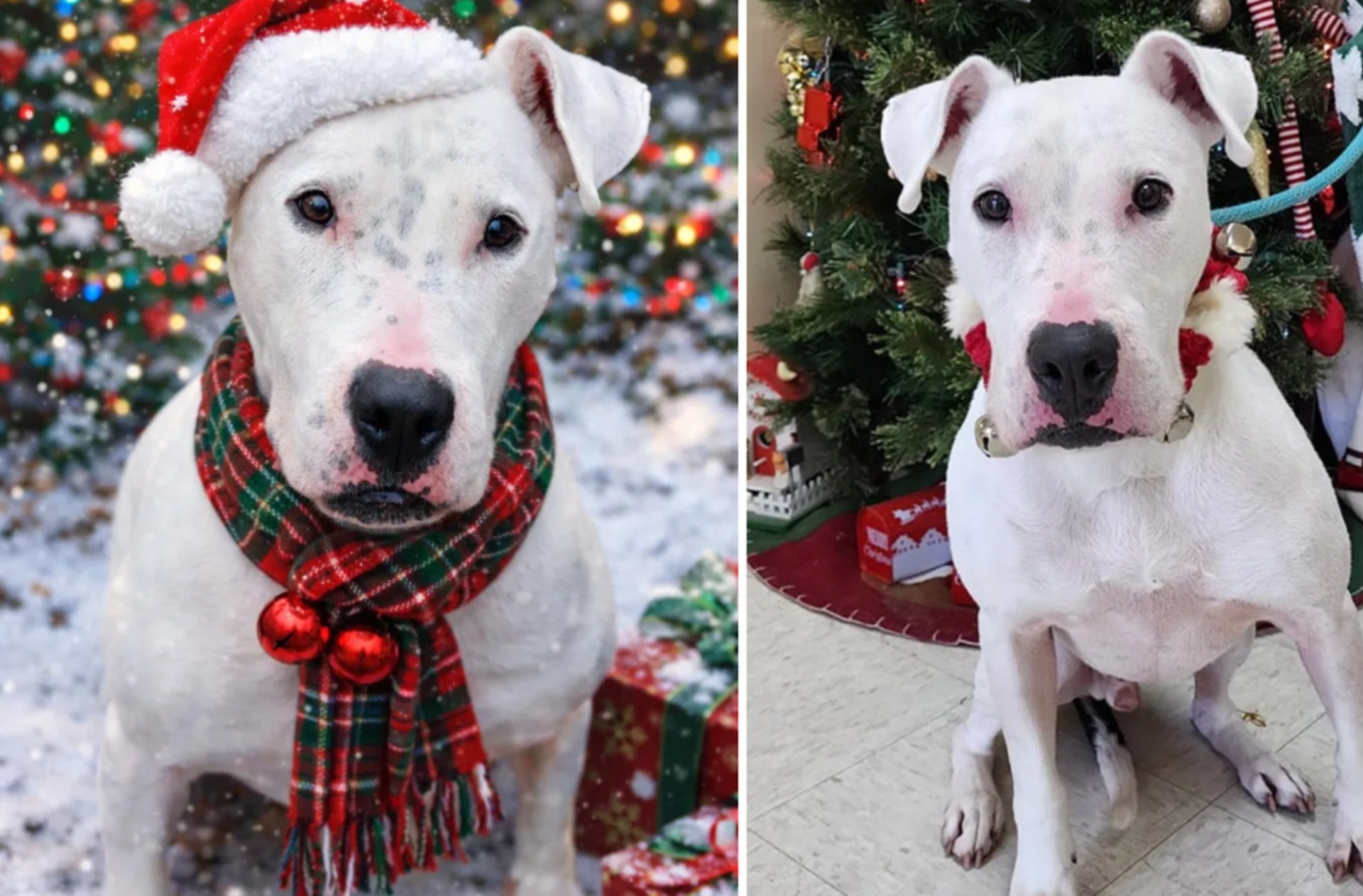 Perrito fue abandonado cinco veces y sigue esperando un hogar para Navidad