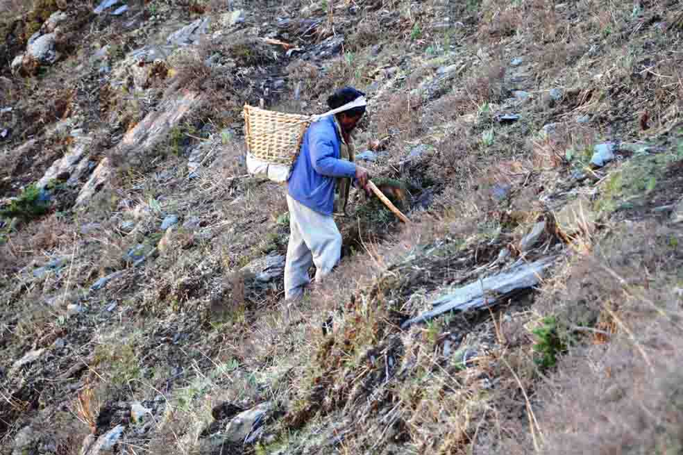 El "viagra del Himalaya", más valioso que el oro