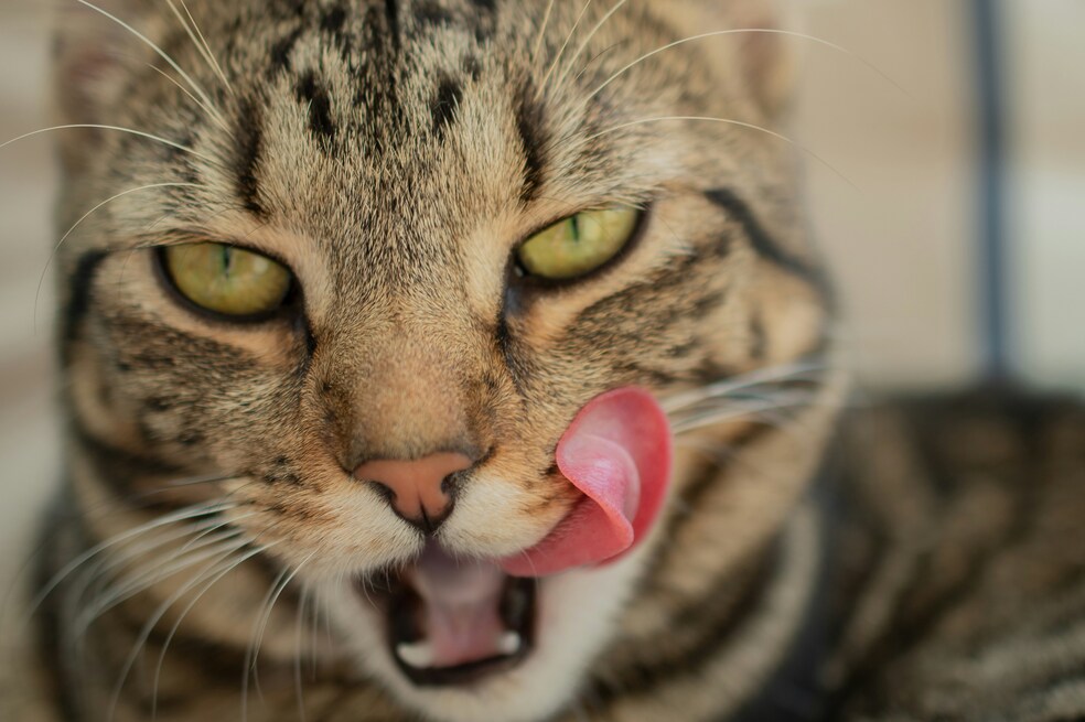 ¿Qué significa que un gato saque la lengua? Posibles señales de alerta sobre su salud