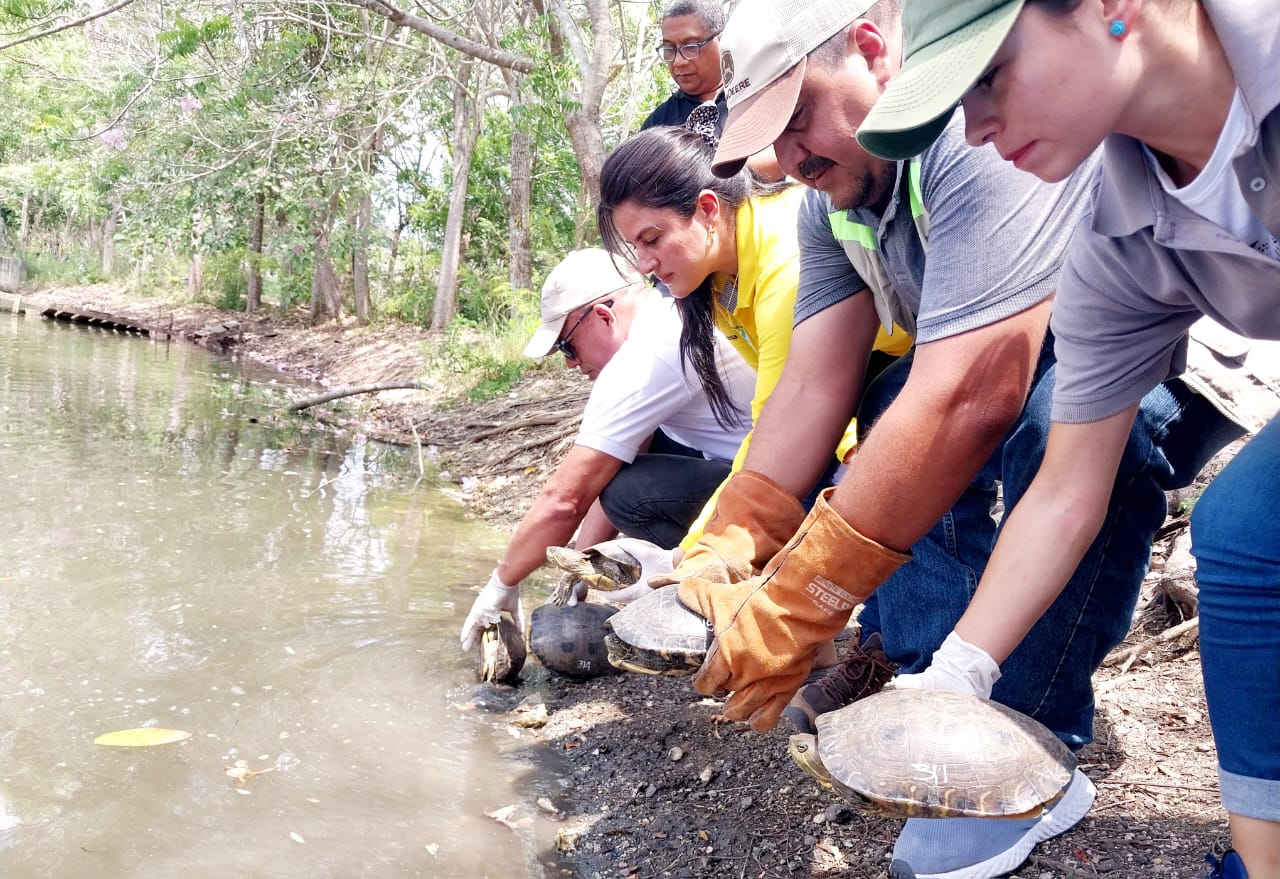 En lo que va del 2024 han sido liberados 500 animales en Cartagena