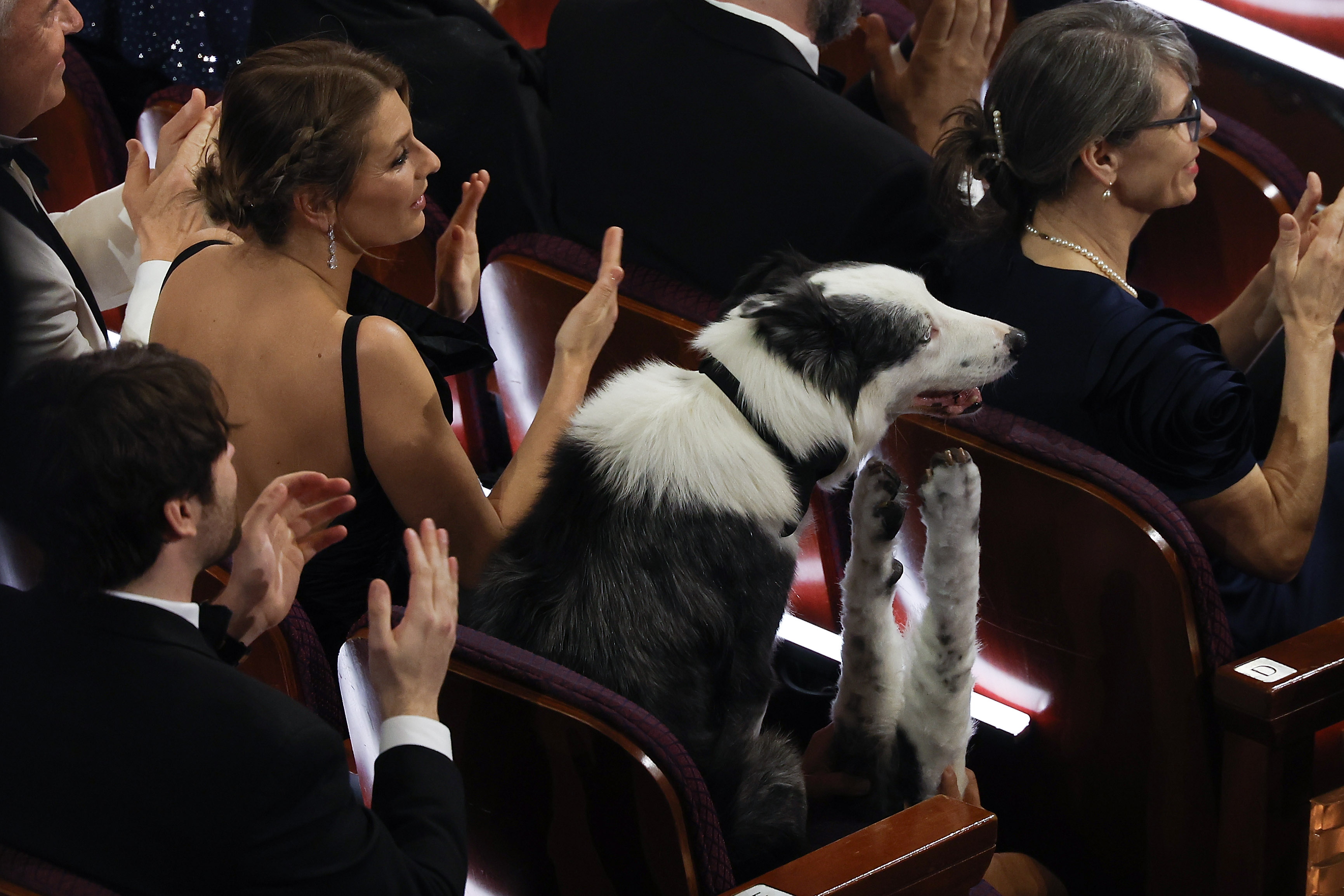Los Angeles (United States), 10/03/2024.- A crew member holds fake dog legs to give the impression that Messi, (R) the border collie who starred as Snoop in the Oscar-nominated film 'Anatomy of a Fall,' is applauding while sitting in the audience during the 96th annual Academy Awards ceremony at the Dolby Theatre in the Hollywood neighborhood of Los Angeles, California, USA, 10 March 2024. The Oscars are presented for outstanding individual or collective efforts in filmmaking in 23 categories. EFE/EPA/CAROLINE BREHMAN
