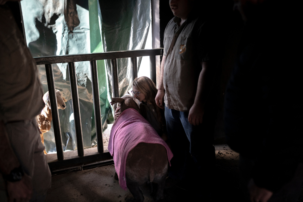 Un miembro del personal del Orfanato de Rinocerontes tiene un momento íntimo con una joven cría de rinoceronte antes de su reubicación en un lugar no revelado, en la provincia de Limpopo.