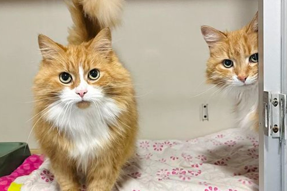 Fue a visitar un refugio de animales y terminó adoptando a dos gatitas