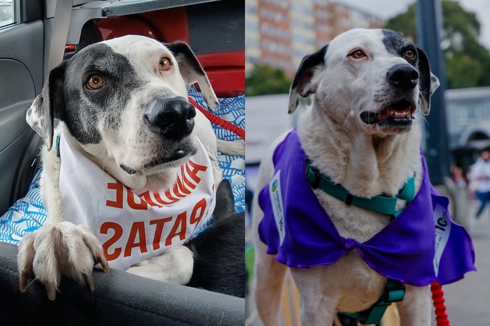 Pirata es el compañero ideal para cualquier familia que esté en búsqueda de aventura y diversión.