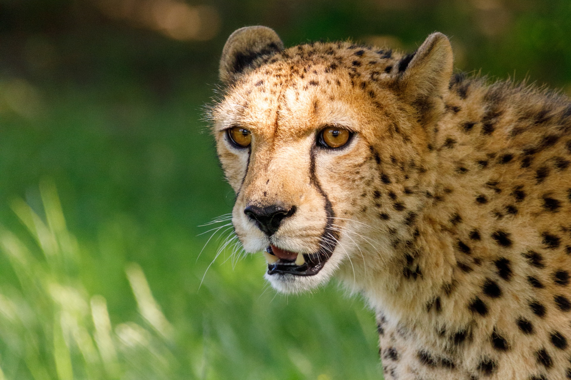 India reintroducirá al guepardo, una especie que desapareció hace 70 años