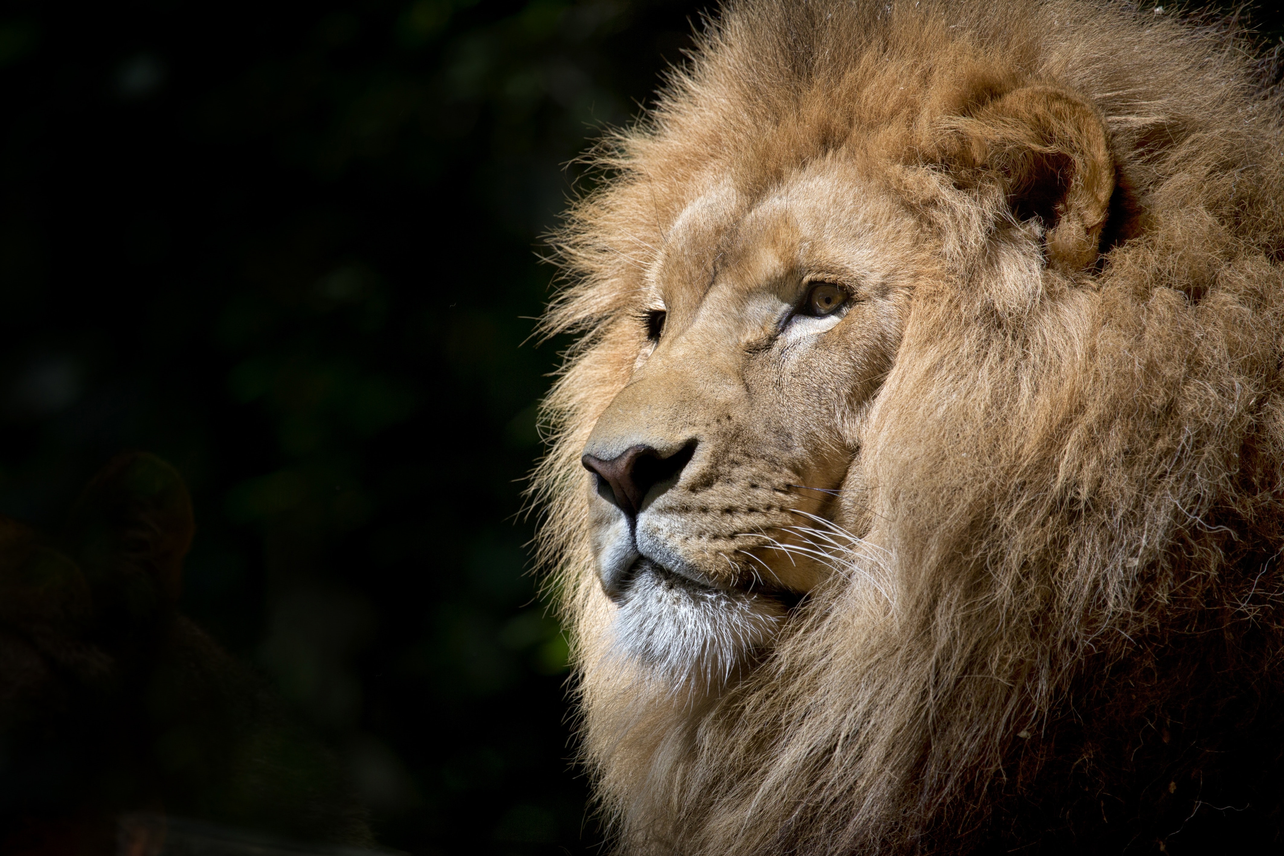 Llega la temporada Leo 2022: autenticidad y brillo para todos los signos.