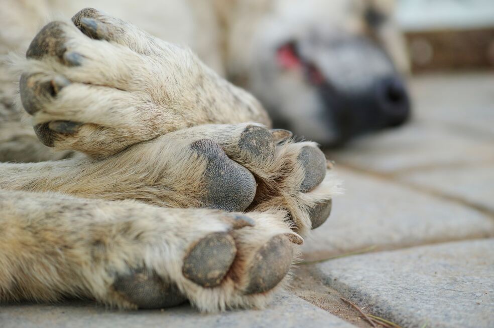 Perrita embarazada murió luego de ser atacada con un machete en Valle del Cauca