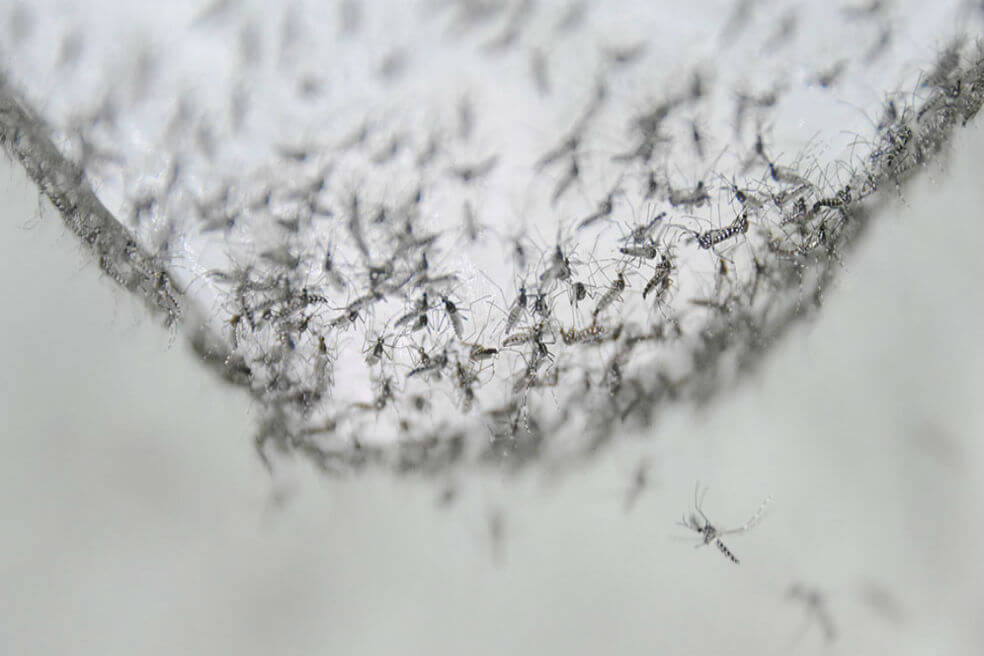 Científicos logran volver infértiles a los mosquitos que transmiten dengue