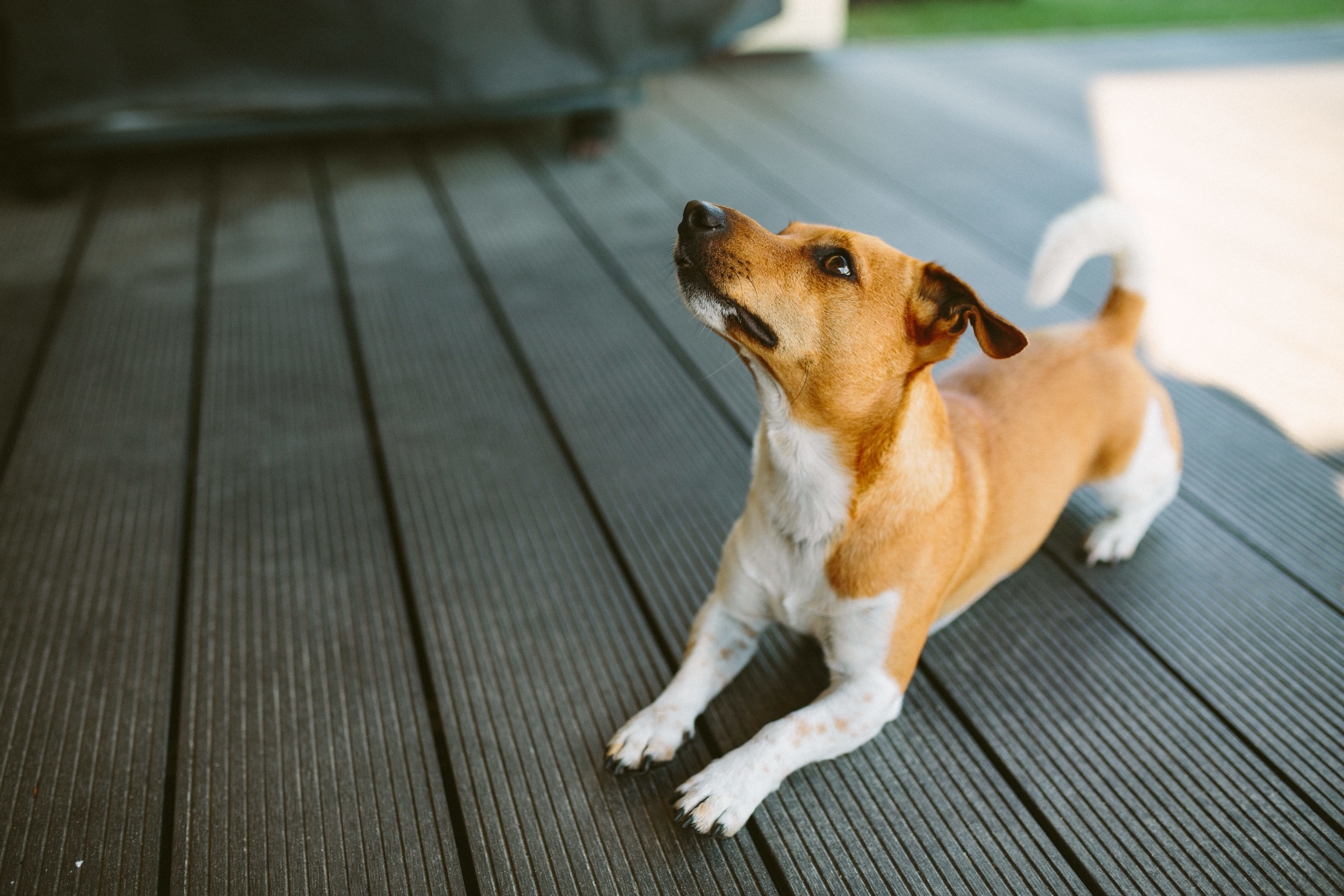 ¿Qué significa que un perro orine cuando ve a alguien?