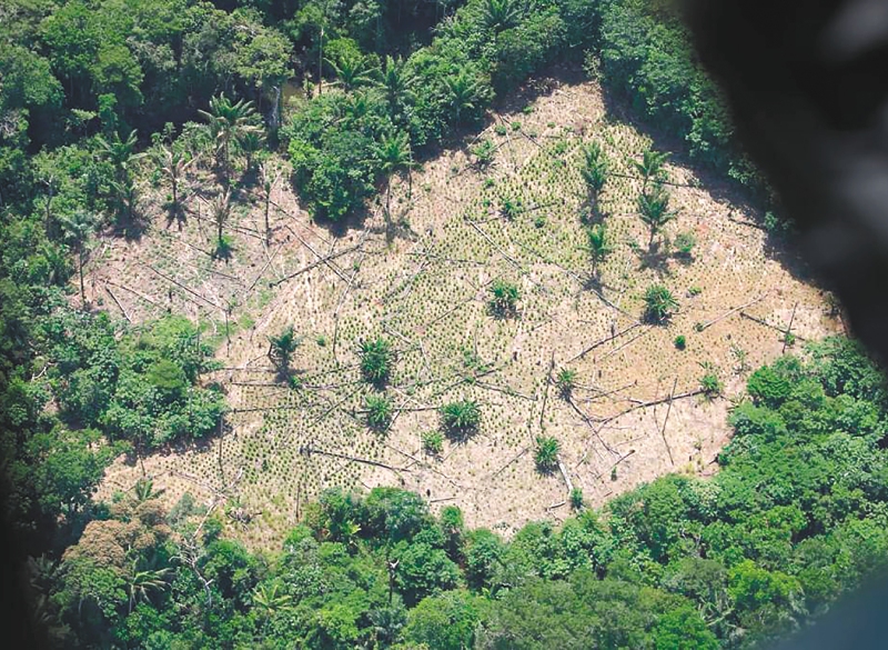 El multimillonario negocio detrás de la madera del Parque Natural Paramillo